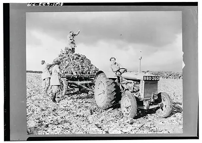 Women farm workers loading crop stalks onto a tractor trailer