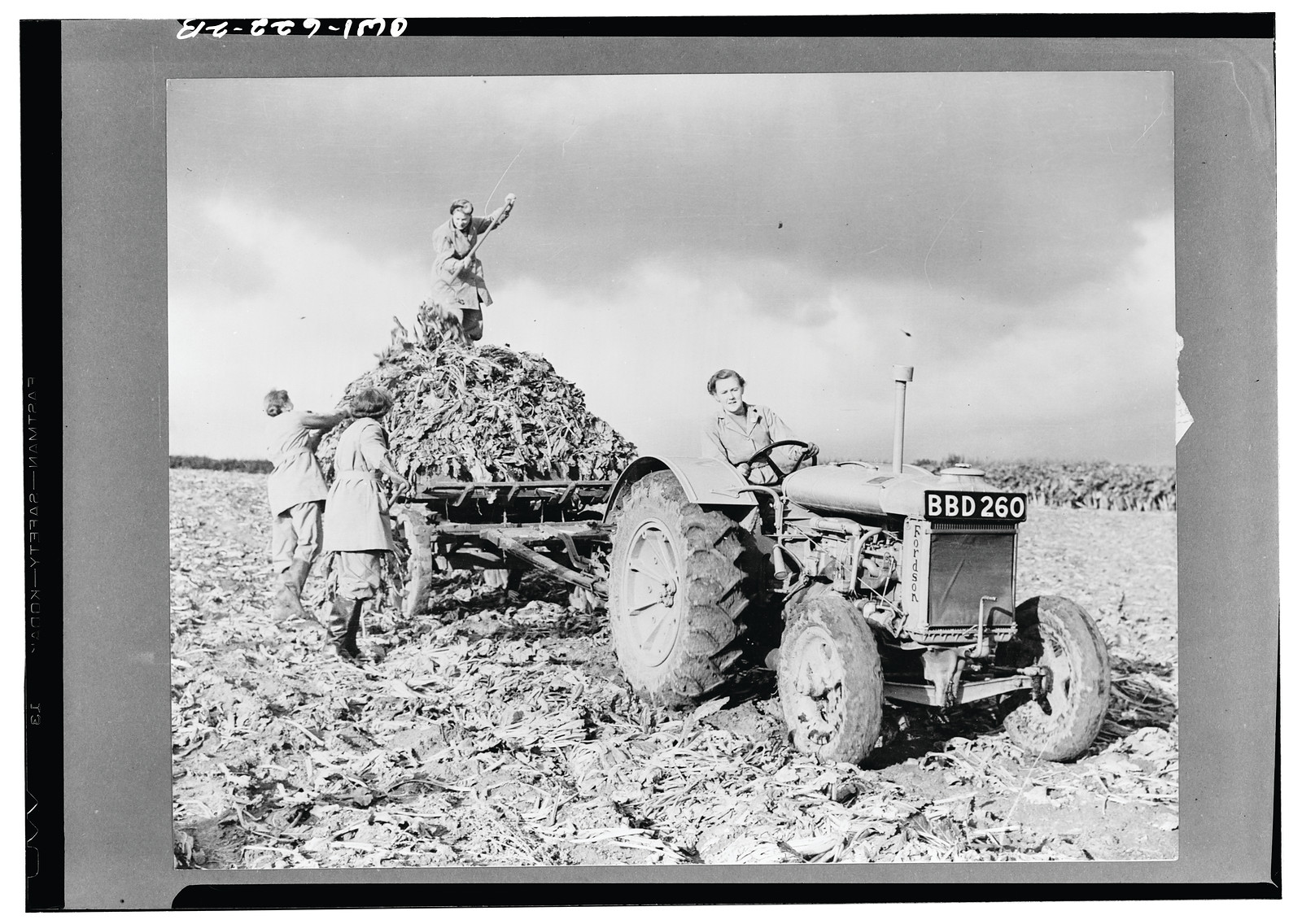 Women farm workers loading crop stalks onto a tractor trailer — historic image