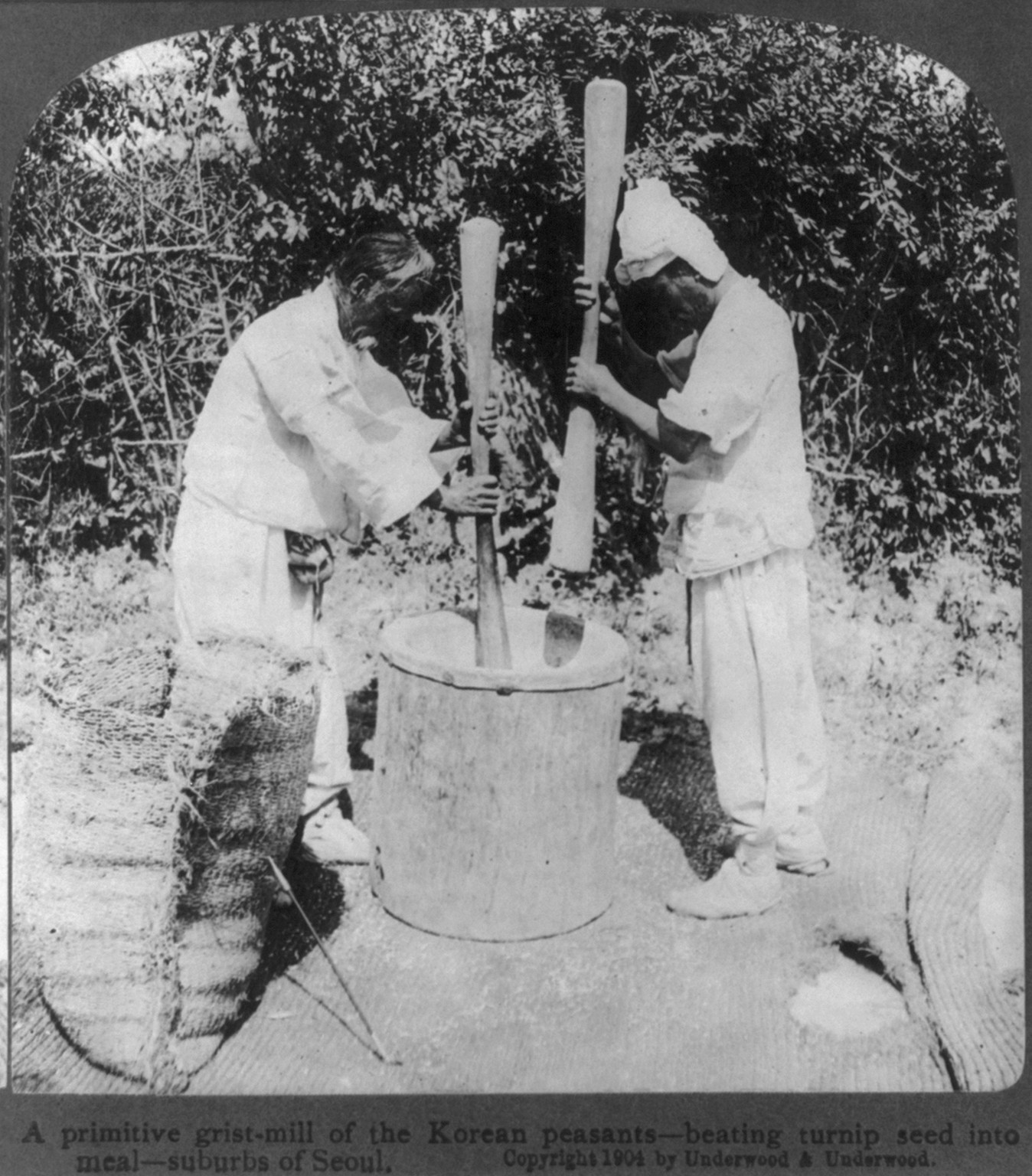 A primitive grist mill of the Korean peasants beating turnip seed into meal, suburbs of Seoul, c1904. — historic photograph