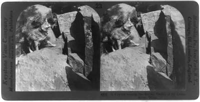 A coyote among the rocks, Dalles of St. Crois River, Minn.