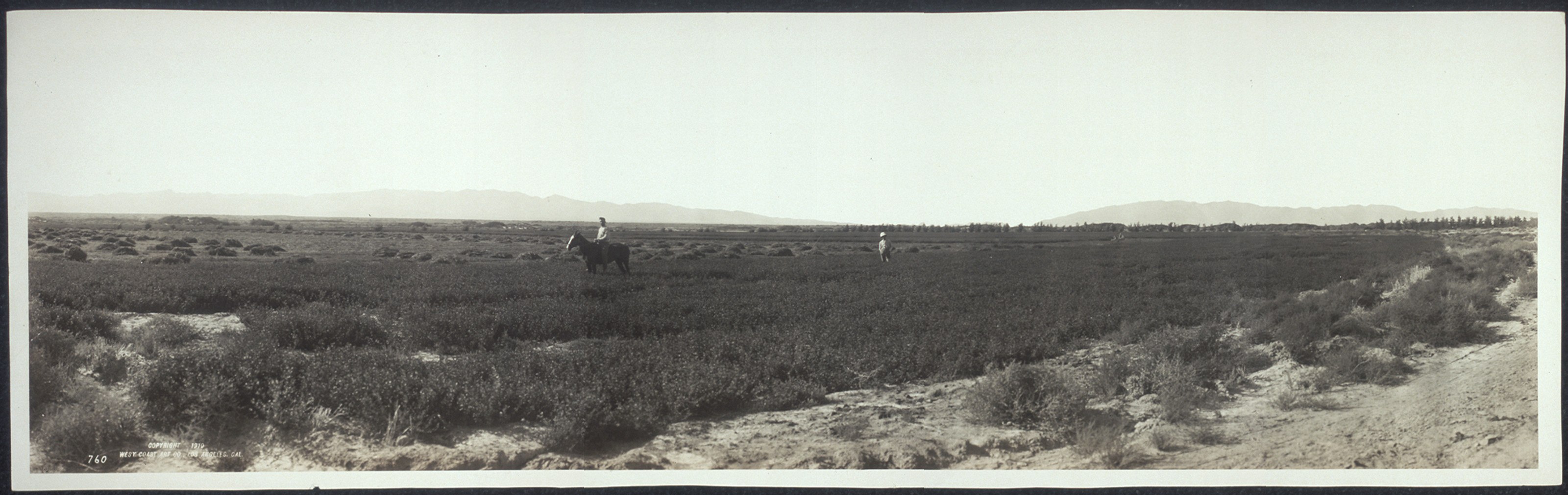 Alfalfa fields, Las Vegas, Nevada, 1910, 1910 — historic image
