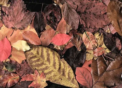 Fallen autumn leaves in red, brown and gold