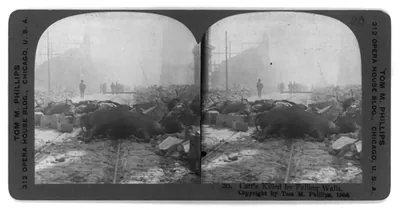 San Francisco earthquake, 1906: Cattle killed by falling walls
