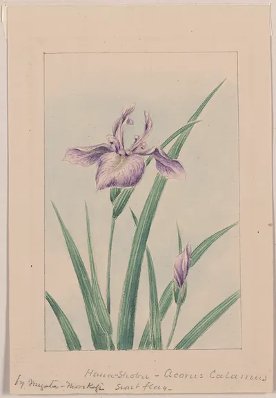 [Japanese drawing]