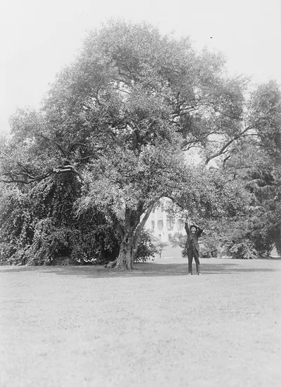 [Old apple tree in back of the south portico of the White House, Washington, D.C.]