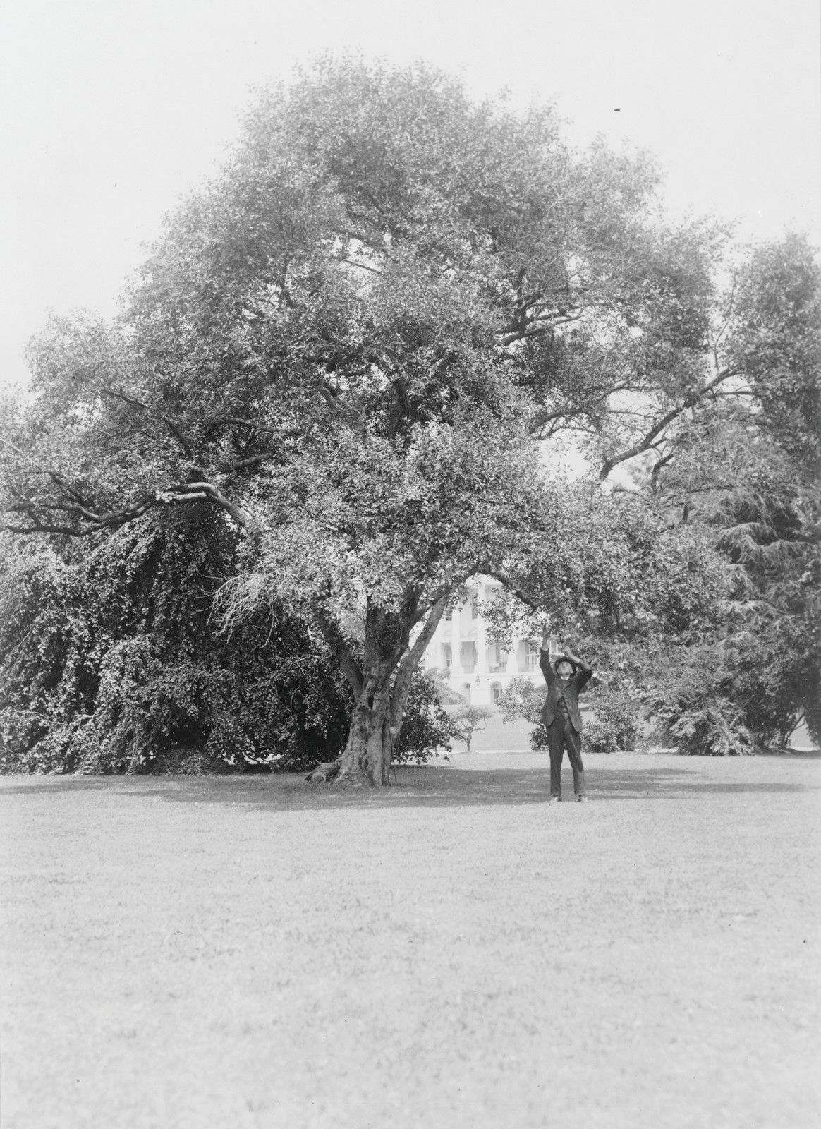 [Old apple tree in back of the south portico of the White House, Washington, D.C.], [between 1910 and 1930] — historic photograph