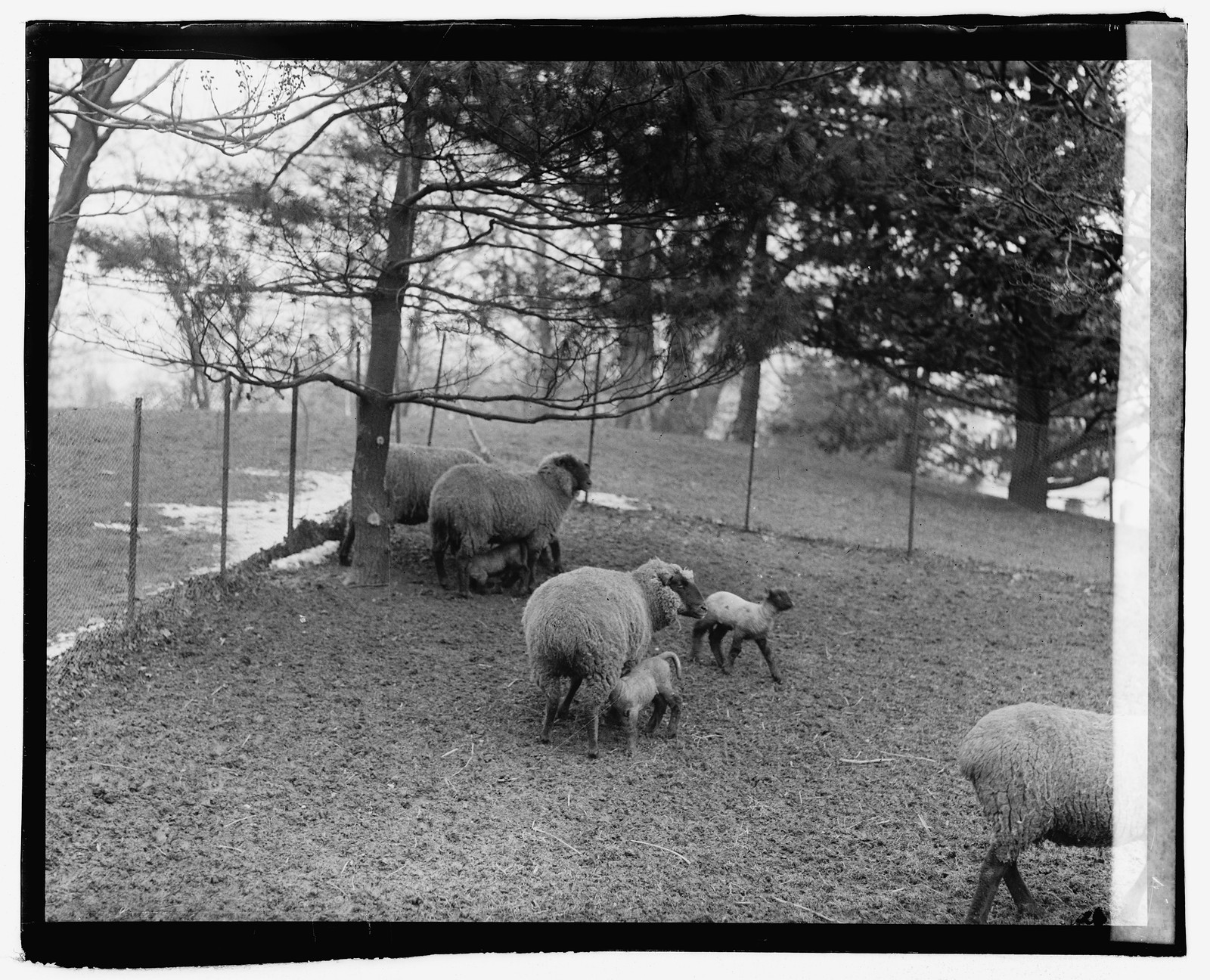 White House lambs, [1920] — historic photograph