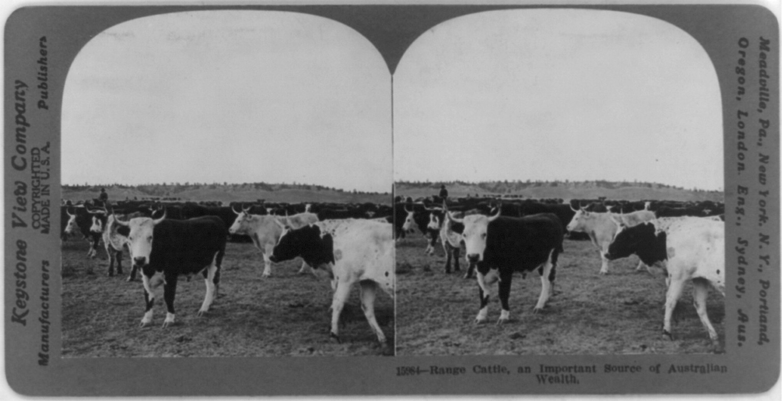 Range cattle, an important source of Australian wealth., c1916 Sept. 27. — historic photograph