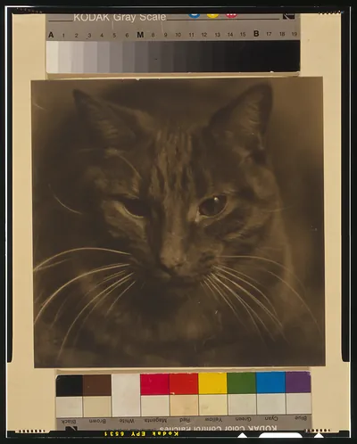 Study of a cat