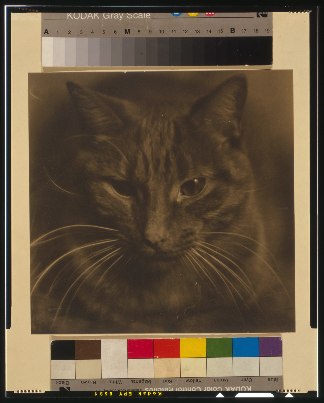 Study of a cat, [between 1906 and 1924] — historic photograph
