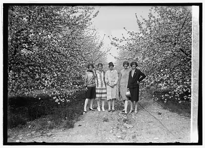 Apple Blossoms at Winchester, Va., [5/3/26]