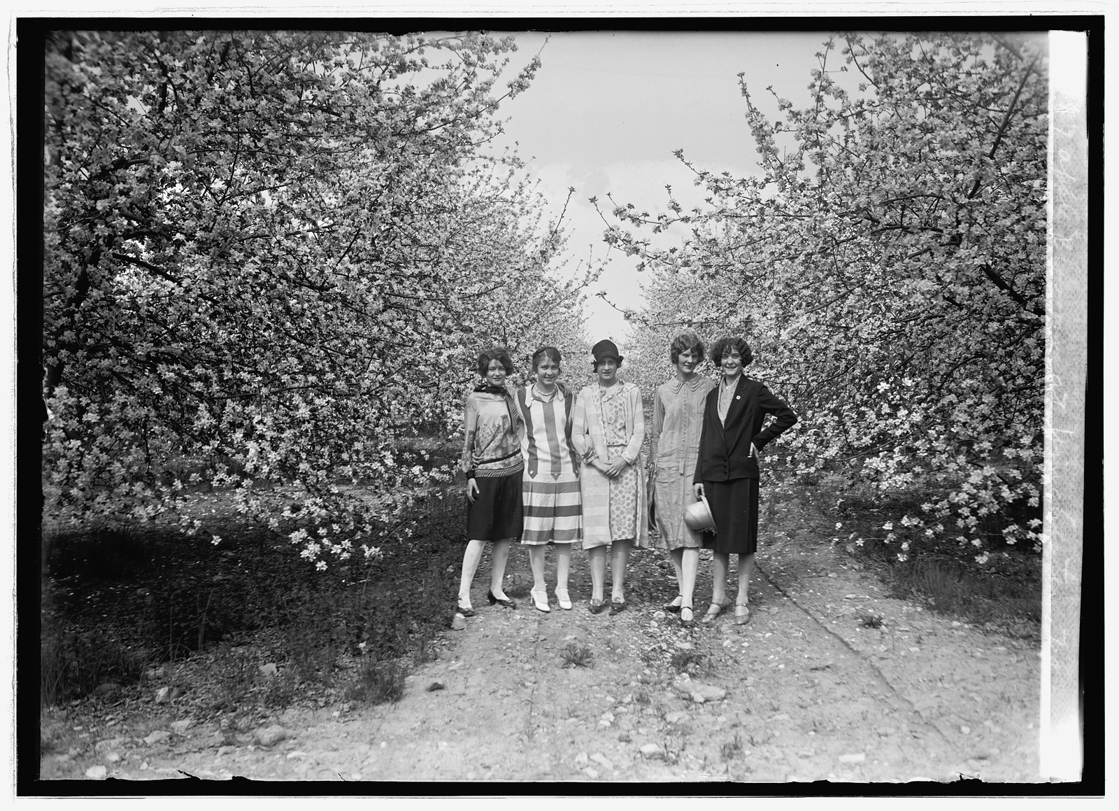 Apple Blossoms at Winchester, Va., [5/3/26], [1926 May 3] — historic photograph