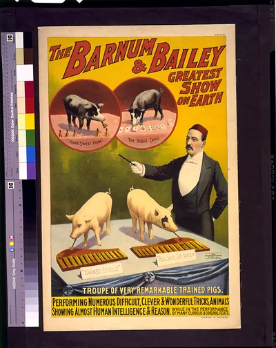 The Barnum & Bailey greatest show on earth--Troupe of very remarkable trained pigs