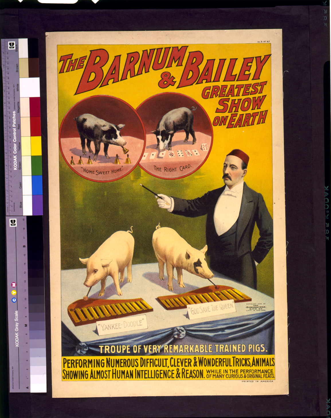 The Barnum & Bailey greatest show on earth--Troupe of very remarkable trained pigs, c1898. — vintage poster