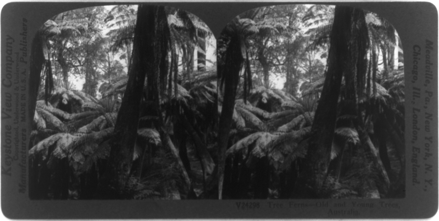 Tree ferns - old and young trees, Australia, c1926 Sept. 25. — historic photograph