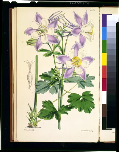 [Aquilegia caerulea] / W. Fitch, del. et lith. ; Vincent Brooks, imp.