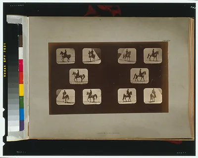 Horses. Walking