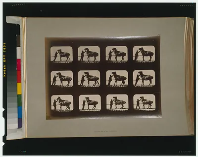 Horses. Backing