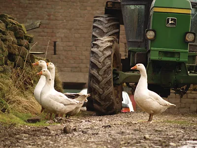 White geese beside a green John Deere tractor on a farm