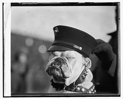Marine mascot, [12/1/23]