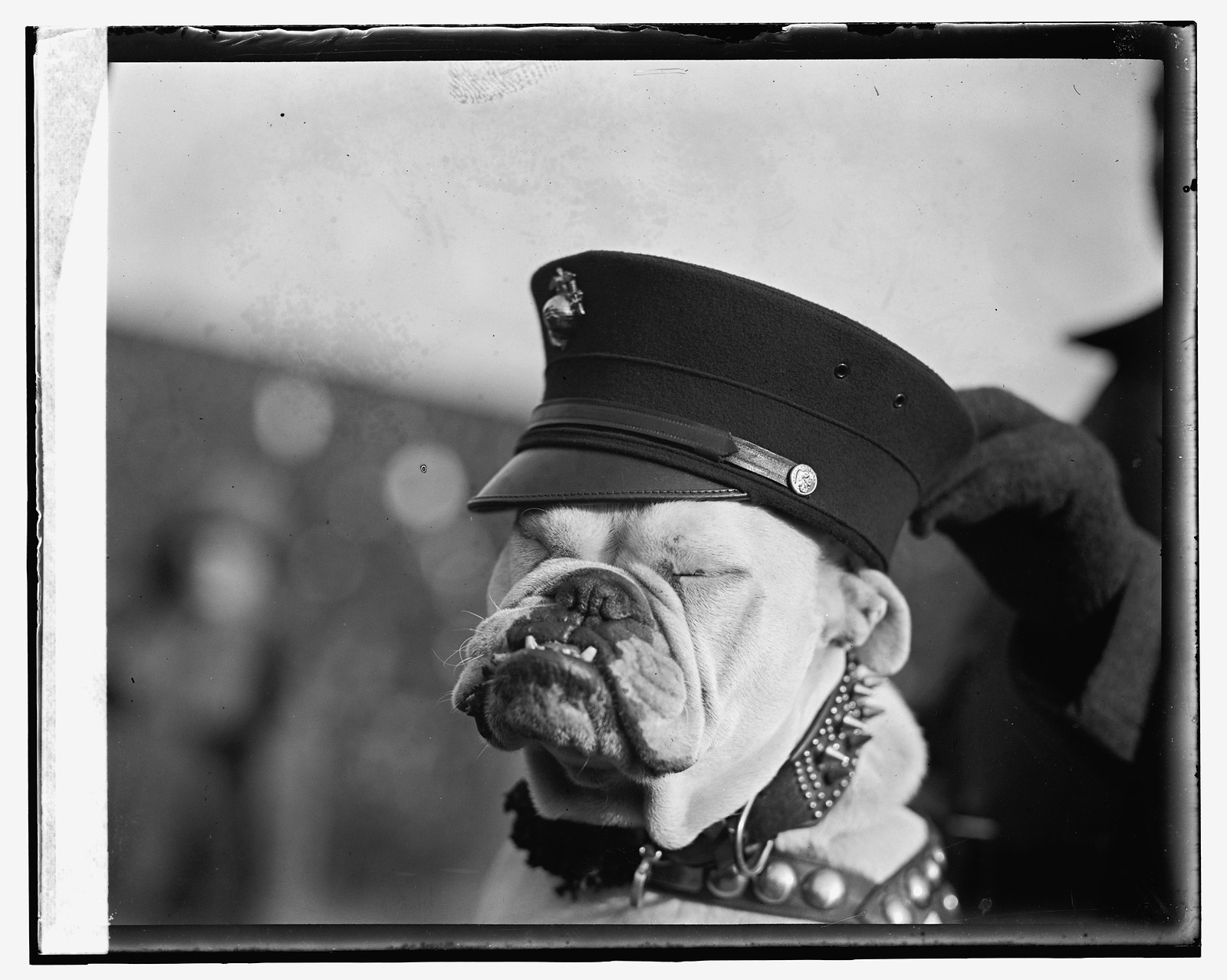 Marine mascot, [12/1/23], [1923 December 1] — historic photograph