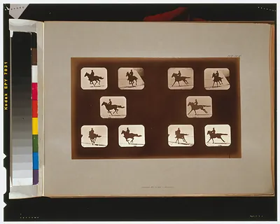 Horses. Running