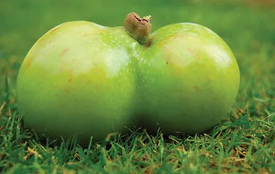 Double-lobed green apple lying on grass
