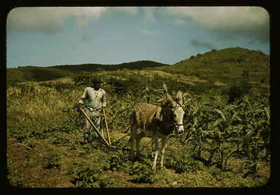 Man plowing field with donkey among corn