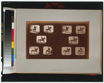 Horses. Trotting