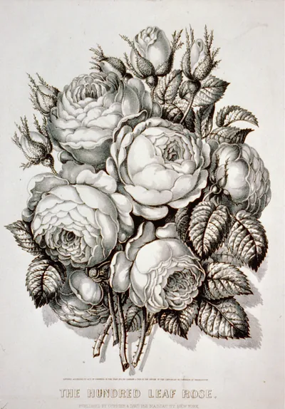 Hundred leaf rose