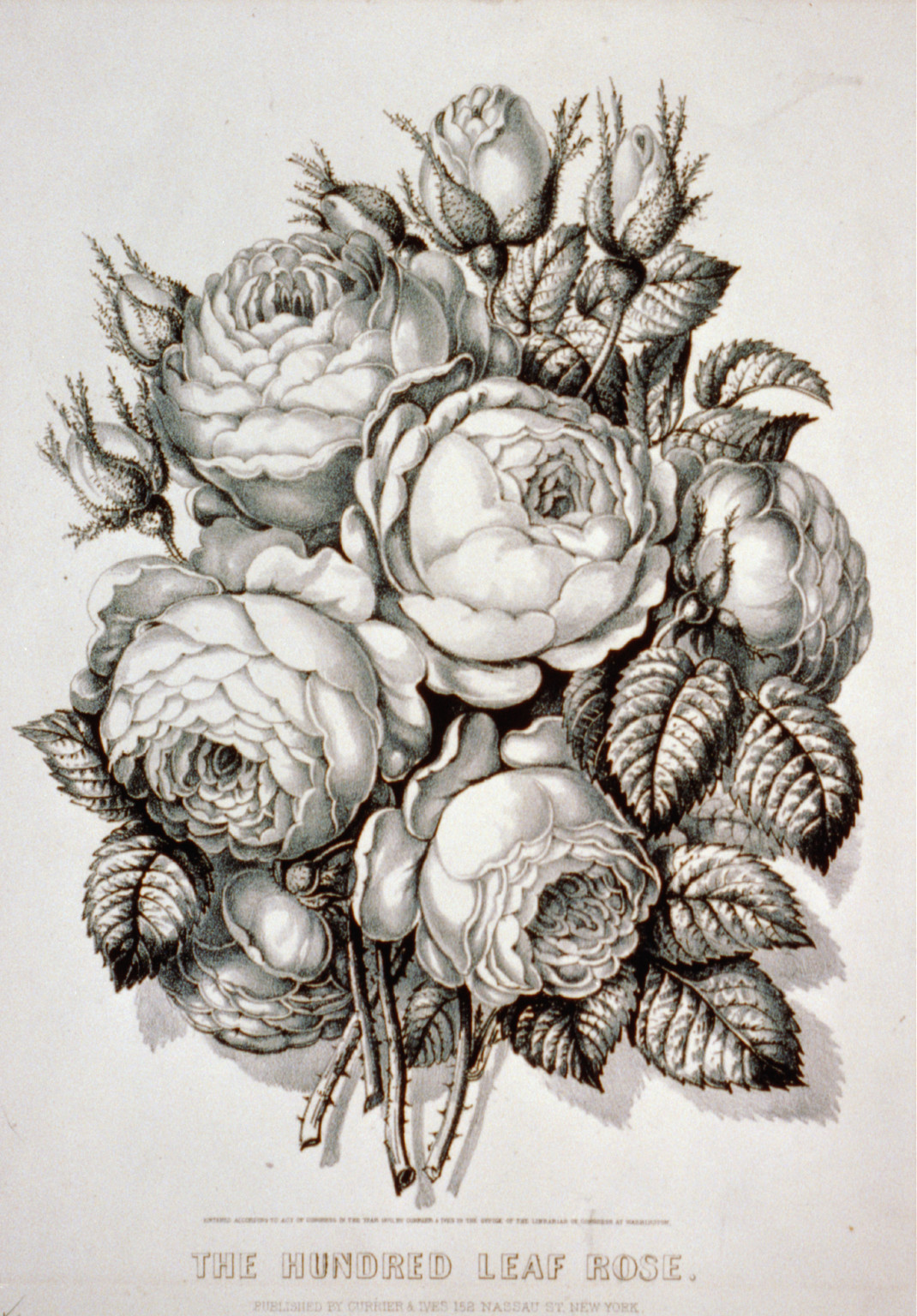 Hundred leaf rose, New York : Published by Currier & Ives, c1870. — antique lithograph