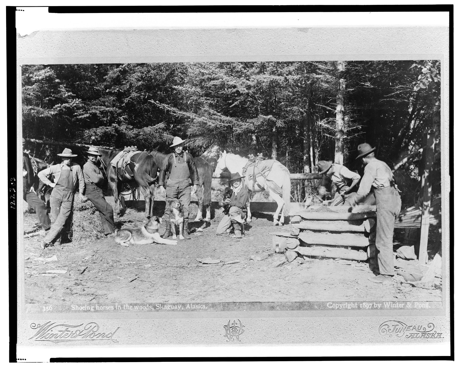 Shoeing horses in the woods, Skaguay (sic), Alaska / Winter & Pond, Juneau, Alaska., c1897. — historic photograph