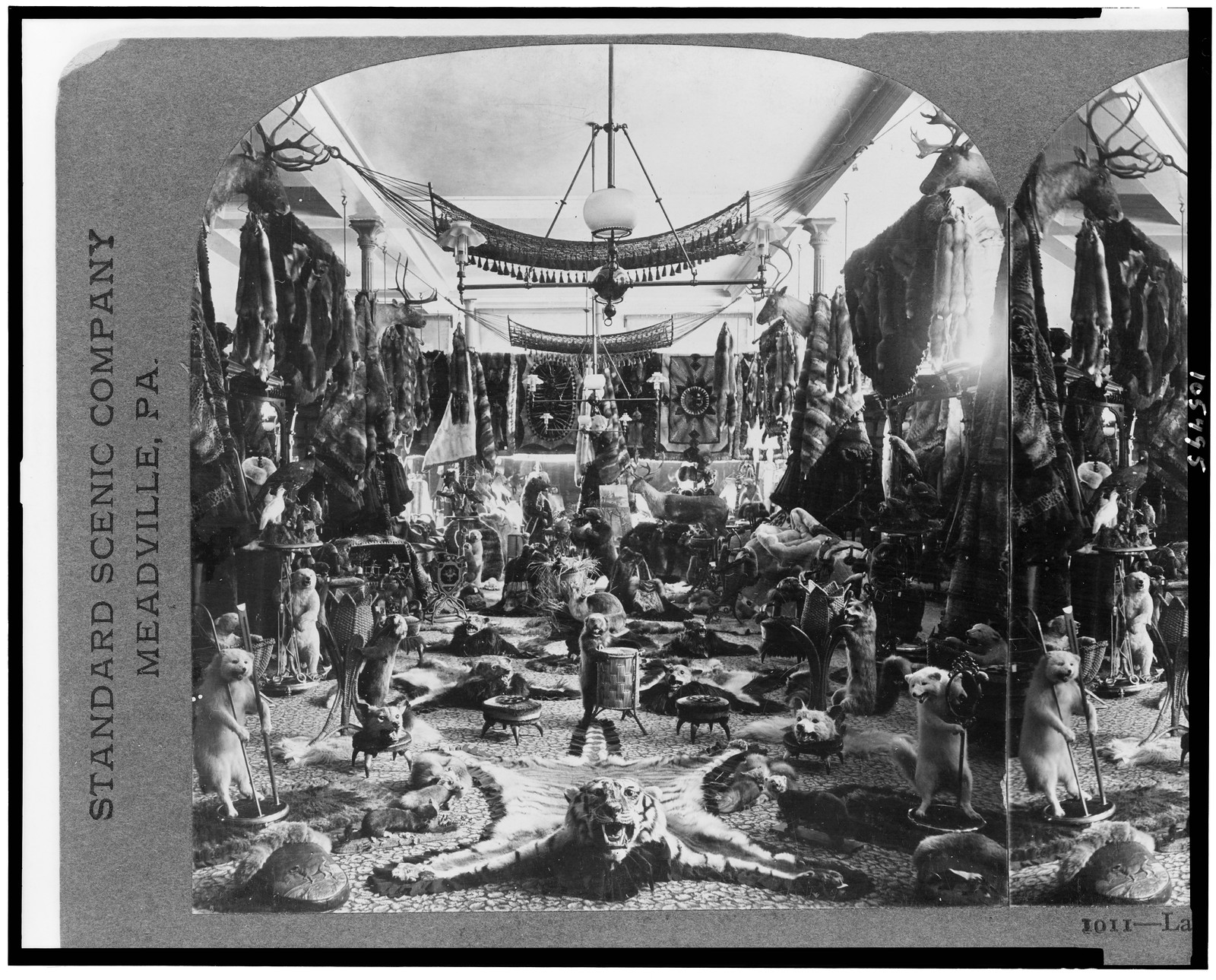 Lalibertes fur parlor--the finest in the world Quebec Canada, 1906 — historic photograph