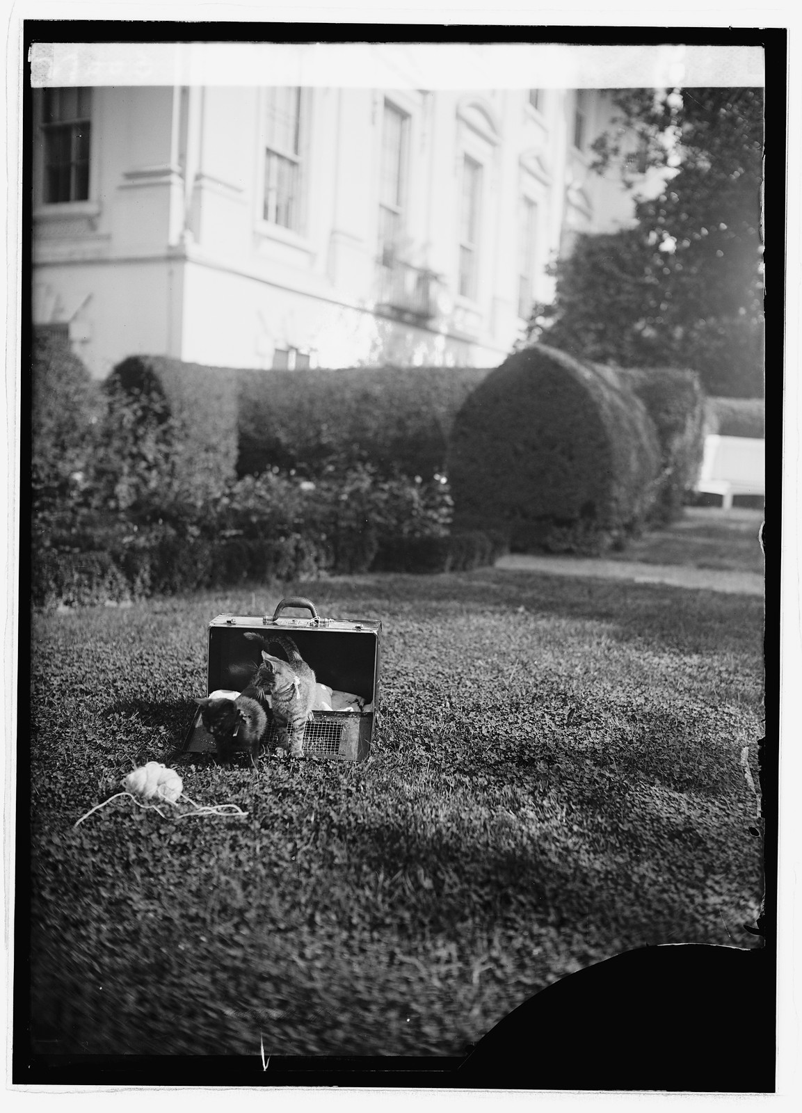 Blackie & Tiger, [1923] — historic photograph