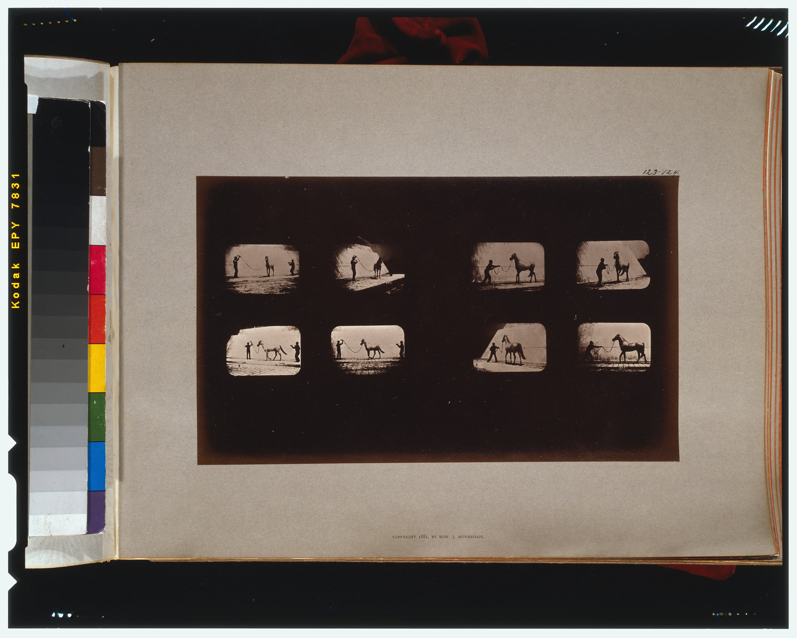 Horses. Walking, [San Francisco] : Muybridge, c1881. — historic photograph