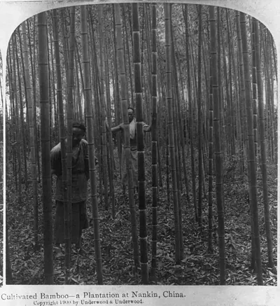 Cultivated Bamboo - a Plantation at Nanking, China