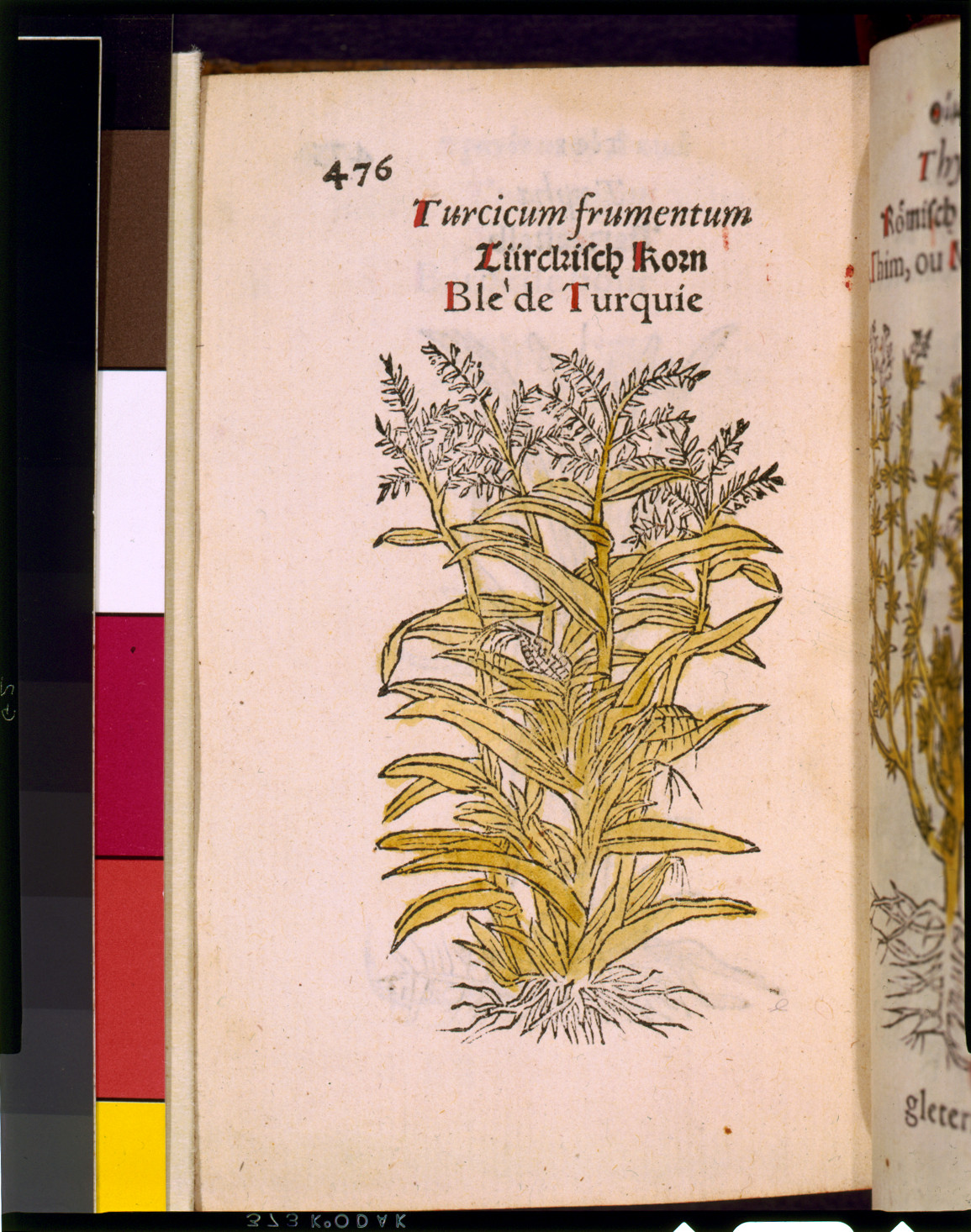 Turcicum frumentum, Türckisch Korn: maize plant woodcut, page 476 — historic image