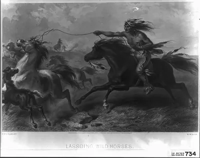 Lassoing wild horses