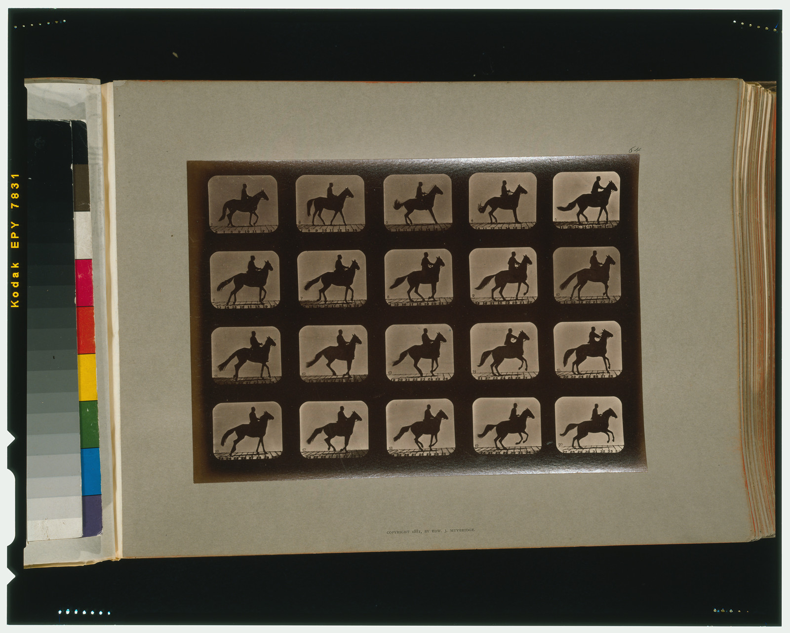Horses. Irregular, [San Francisco] : Muybridge, c1881. — historic photograph