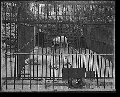 [Bear pit, Belle Isle Park, Detroit, Mich.]
