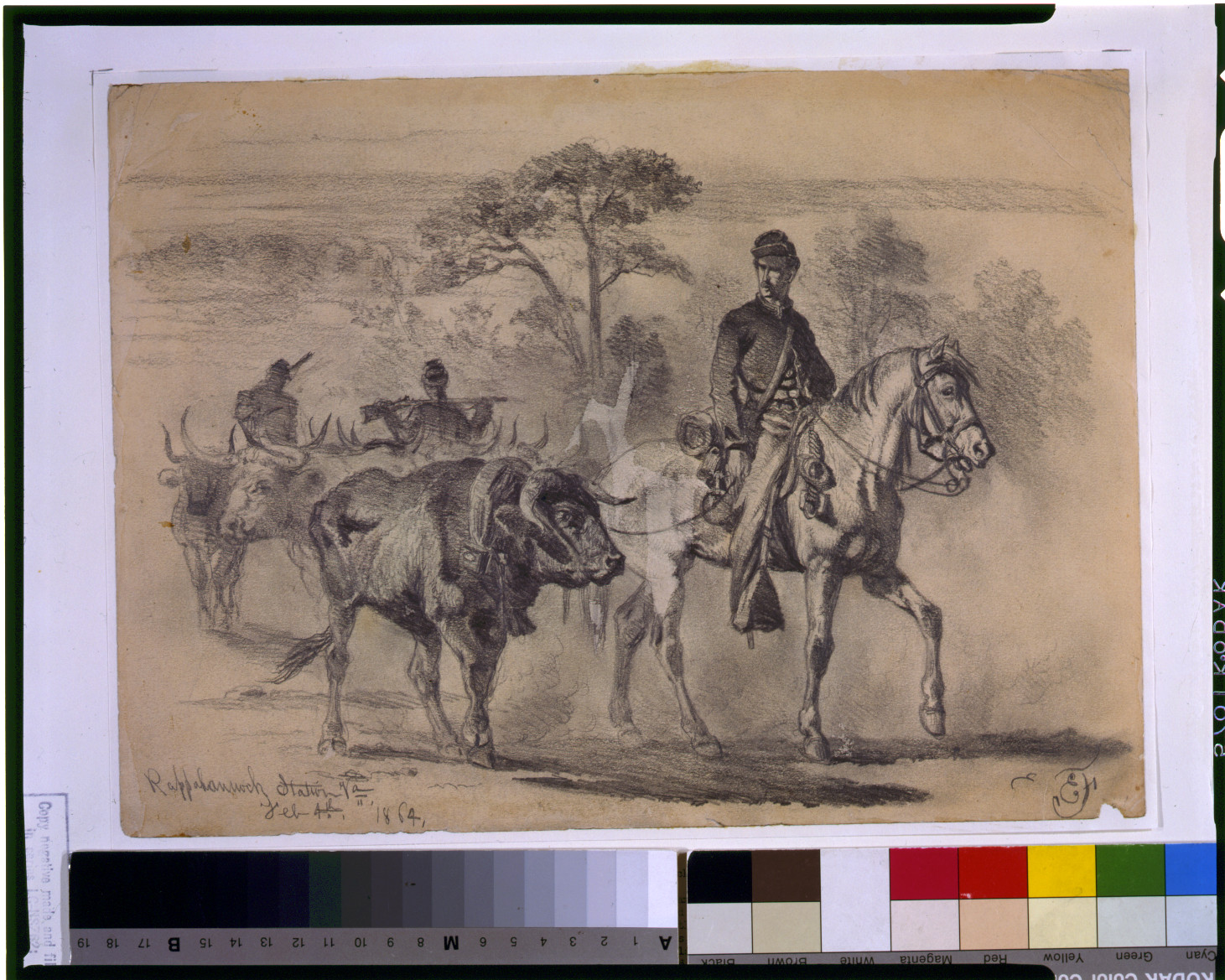 Beef for the army--on the march / EF., 1864 Feb. 4. — historic drawing