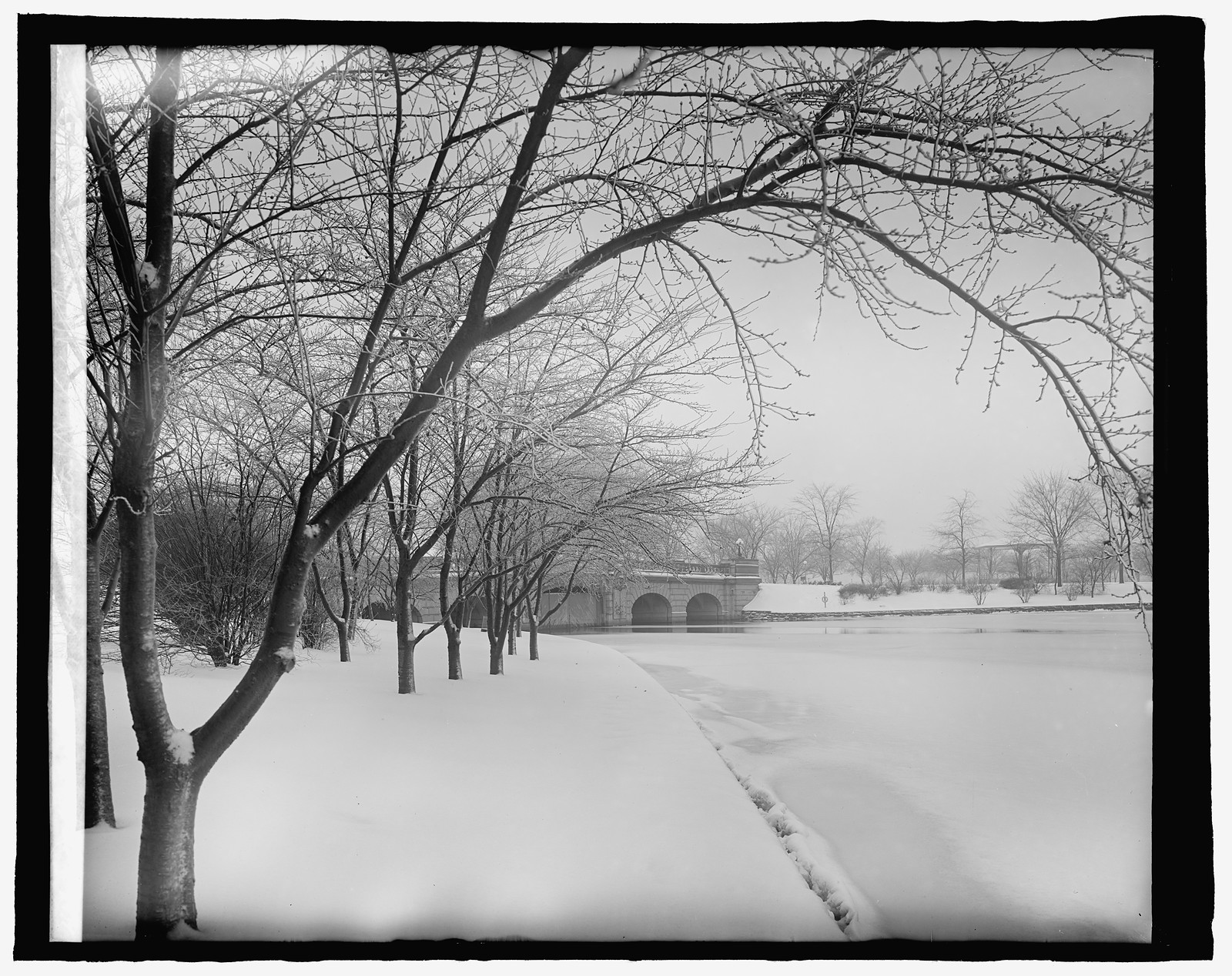 Japanese cherry trees, [Washington, D.C.], winter, 1/14/25, [19]25 January 14. — historic photograph