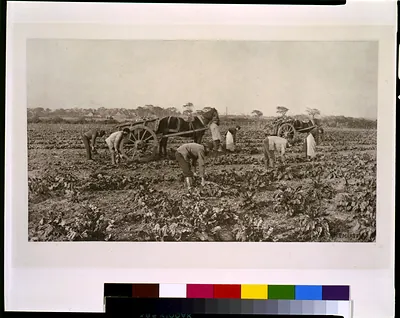 The mangold harvest / P.H. Emerson.