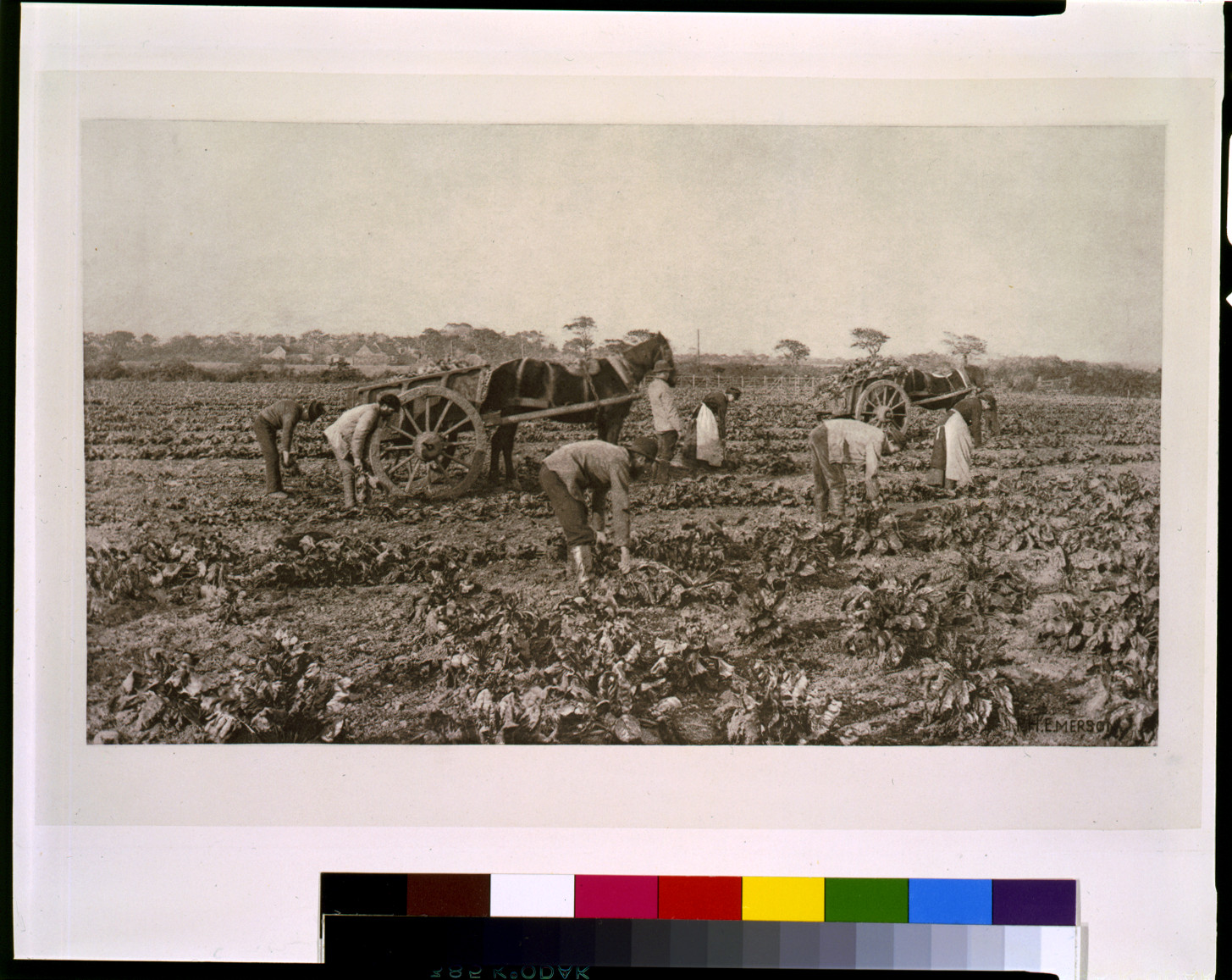 The mangold harvest / P.H. Emerson., 1887 — historic print