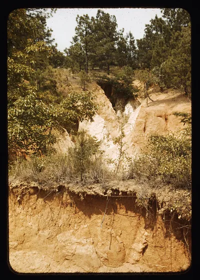 Eroded gully with exposed red soil among pines