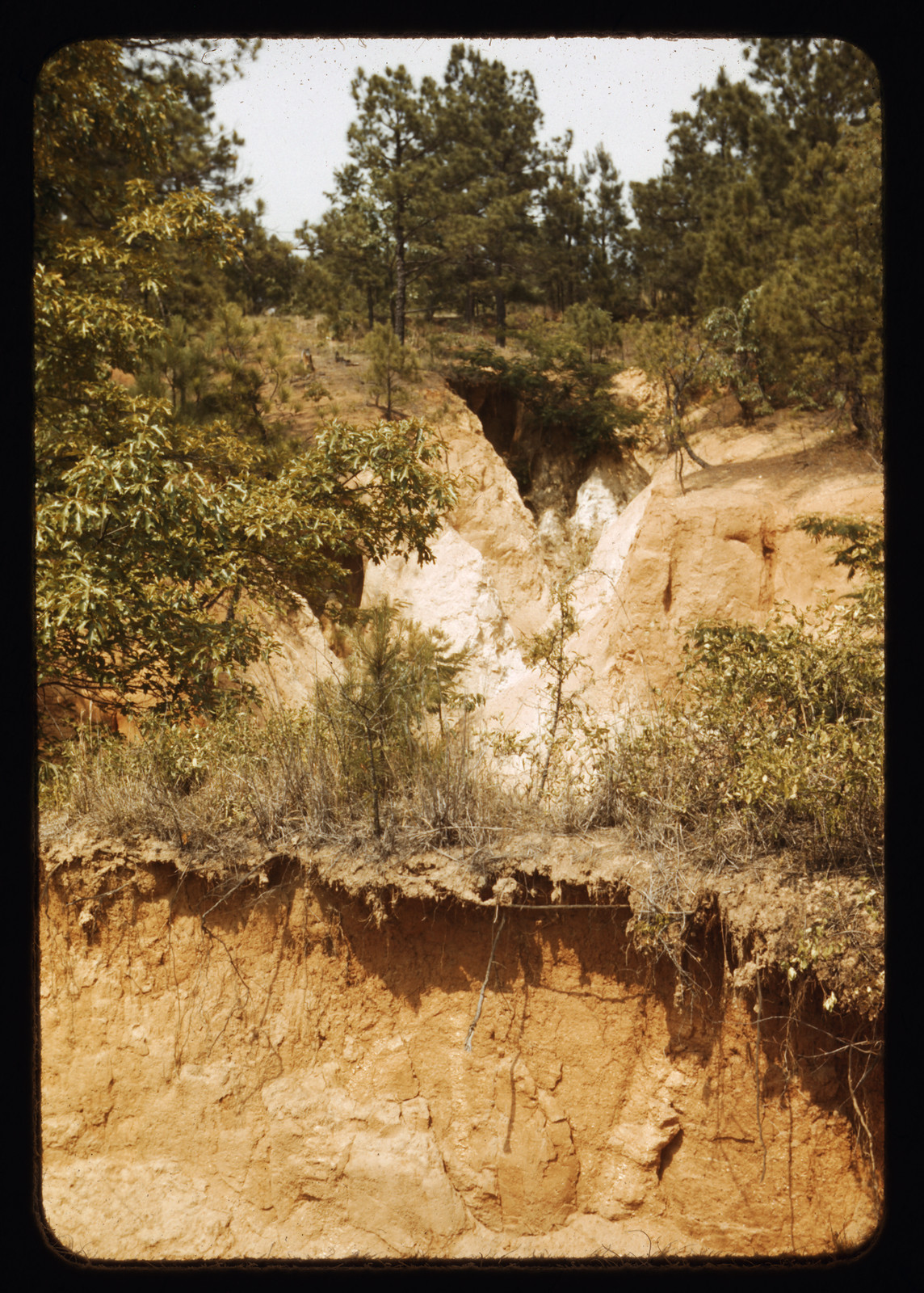 Eroded gully with exposed red soil among pines — historic image