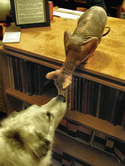 Hairless cat and white dog by bookshelves