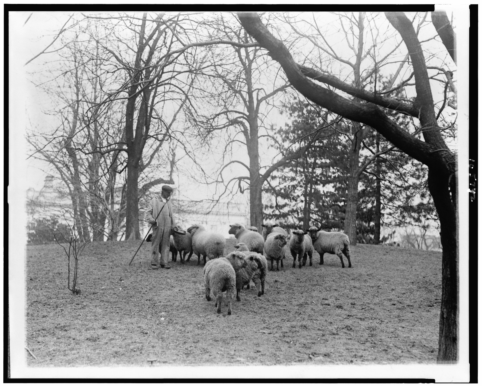 [Man with sheep on White House lawn], [between 1909 and 1932] — historic photograph