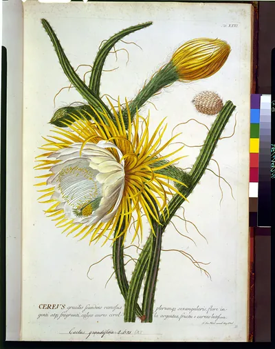 Flowering cactus botanical plate with Latin caption