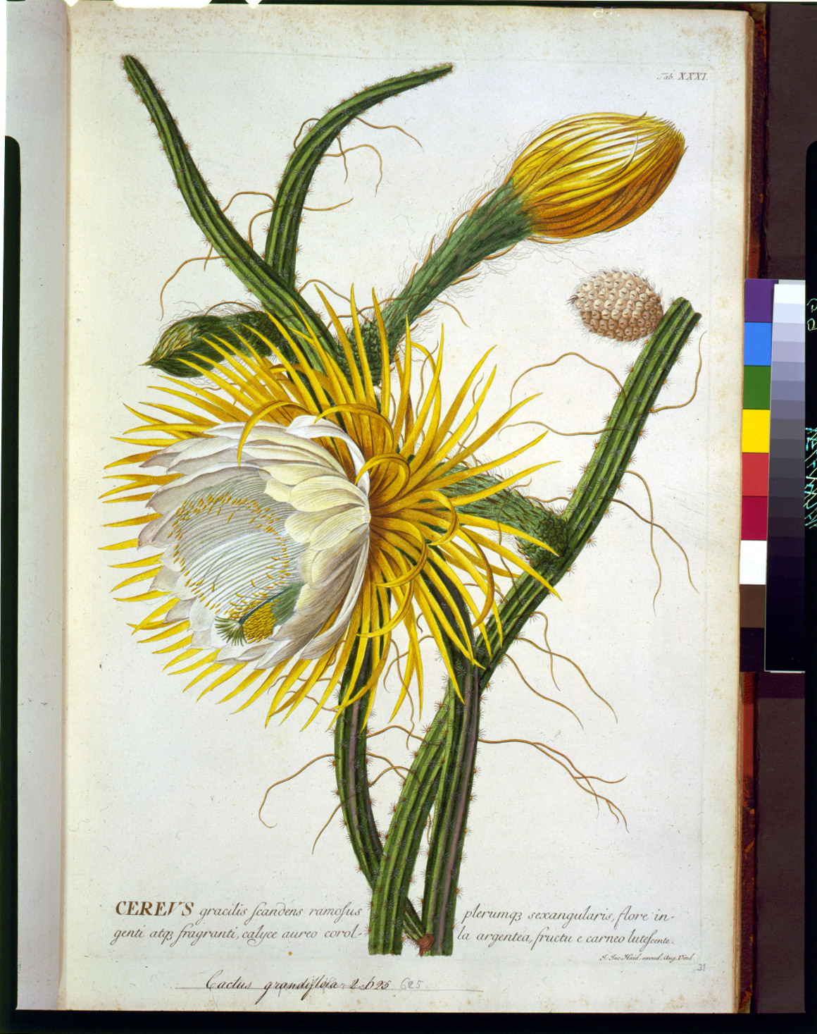 Flowering cactus botanical plate with Latin caption — historic image